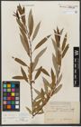 Foto von Salix triandra subsp. amygdalina (L.) Schübl. & G. Martens